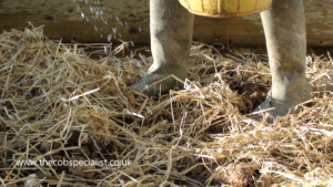 learn about cob cob courses